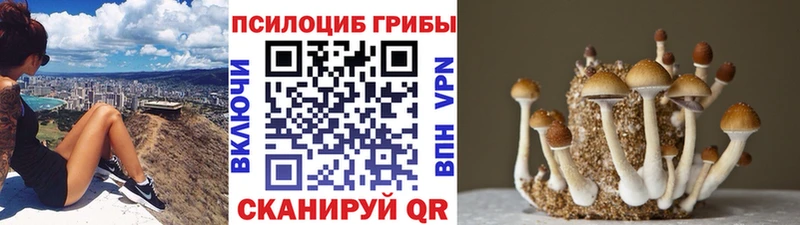 Галлюциногенные грибы Psilocybine cubensis  Цимлянск 
